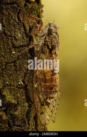 Natürliche Nahaufnahme auf einem großen europäischen mediterranen Baumkricket, Cicada orni sitzt gut getarnt auf der Rinde eines Baumes in Südfrankreich Stockfoto