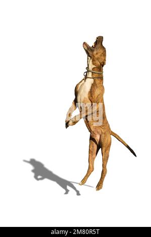 Hüpfender Pitbull auf weißem Hintergrund mit Schatten. Stockfoto