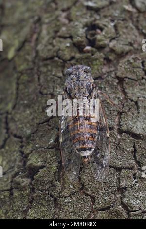 Natürliche Nahaufnahme auf einem großen europäischen mediterranen Baumkricket, Cicada orni sitzt gut getarnt auf der Rinde eines Baumes in Südfrankreich Stockfoto