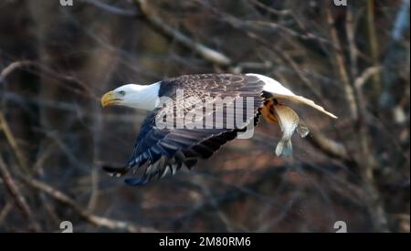 Moncure, North Carolina, USA. 11. Januar 2023. Ein erwachsener Weißkopfadler fliegt zu einem Baum, nachdem er einen Fisch am B. Everett Jordan Dam und am See in Moncure, NC, gefangen hat. Im Winter beherbergt der Jordan Lake eine der höchsten Populationen von Weißkopfadlern an der Ostküste. Der See ist eine der größten offenen Grünflächen der Research Triangle Region. Das Jordan Lake Project spart 46.768 Hektar Land inmitten eines expandierenden Stadtgebiets. Von diesen insgesamt wurden 13.900 Hektar überflutet, um den See zu bilden, und 32.868 Hektar werden für Erholung und Wildtiermanagement bewirtschaftet. (Kreditbild: © Bob Karp/Z Stockfoto