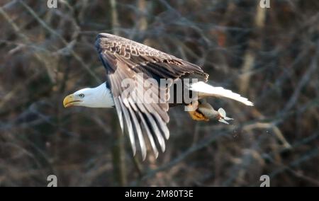 Moncure, North Carolina, USA. 11. Januar 2023. Ein erwachsener Weißkopfadler fliegt zu einem Baum, nachdem er einen Fisch am B. Everett Jordan Dam und am See in Moncure, NC, gefangen hat. Im Winter beherbergt der Jordan Lake eine der höchsten Populationen von Weißkopfadlern an der Ostküste. Der See ist eine der größten offenen Grünflächen der Research Triangle Region. Das Jordan Lake Project spart 46.768 Hektar Land inmitten eines expandierenden Stadtgebiets. Von diesen insgesamt wurden 13.900 Hektar überflutet, um den See zu bilden, und 32.868 Hektar werden für Erholung und Wildtiermanagement bewirtschaftet. (Kreditbild: © Bob Karp/Z Stockfoto