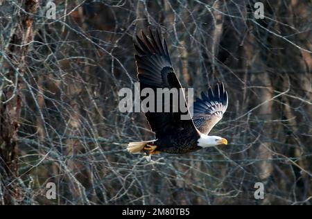 Moncure, North Carolina, USA. 11. Januar 2023. Ein erwachsener Weißkopfadler fliegt zu einem Baum, nachdem er einen Fisch am B. Everett Jordan Dam und am See in Moncure, NC, gefangen hat. Im Winter beherbergt der Jordan Lake eine der höchsten Populationen von Weißkopfadlern an der Ostküste. Der See ist eine der größten offenen Grünflächen der Research Triangle Region. Das Jordan Lake Project spart 46.768 Hektar Land inmitten eines expandierenden Stadtgebiets. Von diesen insgesamt wurden 13.900 Hektar überflutet, um den See zu bilden, und 32.868 Hektar werden für Erholung und Wildtiermanagement bewirtschaftet. (Kreditbild: © Bob Karp/Z Stockfoto