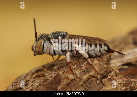 Laterale Makro-Nahaufnahme bei einer Frau von Dornschwanzbiene, Coelioxys acanthura, die auf Holz sitzt Stockfoto