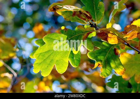 Eiche aus Sesseln oder Hartmasten (quercus petraea), vielleicht englische Eiche oder Eiche aus Pedunculate (quercus robur), Nahaufnahme von hinterleuchteten Blättern, die im Herbst ihre Farbe wechseln. Stockfoto