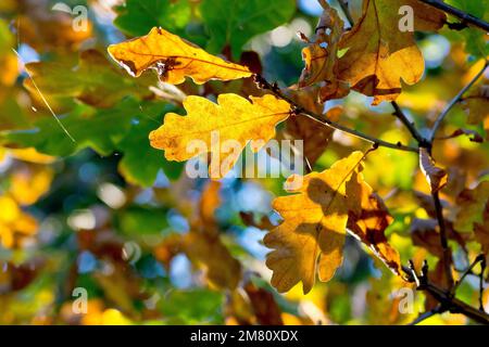 Eiche aus Sesseln oder Hartmasten (quercus petraea), vielleicht englische Eiche oder Eiche aus Pedunculate (quercus robur), Nahaufnahme von hinterleuchteten Blättern, die im Herbst ihre Farbe wechseln. Stockfoto