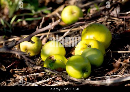 Krabbenapfel (Malus sylvestris), Nahaufnahme von mehreren kleinen wilden Äpfeln, die unter dem Blattstreu unter dem Elternbaum liegen. Stockfoto