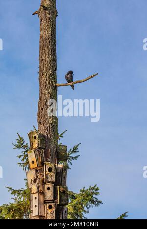 Wächter der Vogelhäuser in False Creek Vancouver, Kanada Stockfoto