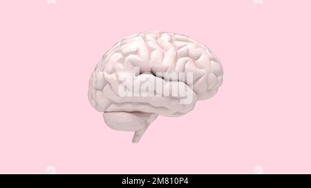 3D-Rendering des menschlichen Geistes, 3D-Rendermodell. Mind-Modell isoliert auf leerem Hintergrund. Mentales Gedächtnisorgan. Stockfoto