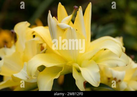 Lily Exotic Sun doppelte gelbe Blumen - OT-Hybrid Stockfoto