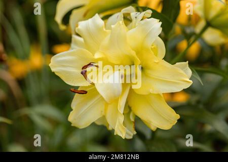 Lily Exotic Sun doppelte gelbe Blumen - OT-Hybrid Stockfoto