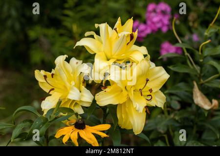 Lily Exotic Sun doppelte gelbe Blumen - OT-Hybrid Stockfoto