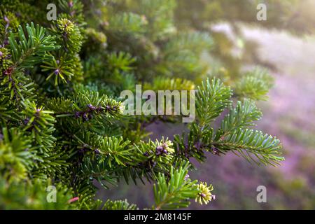 Weihnachtsbaum wächst im Wald. Abies nordmanniana. Nordmann-Tanne ist eine der wichtigsten Arten, die für den Weihnachtsbaum gezüchtet wird. Stockfoto