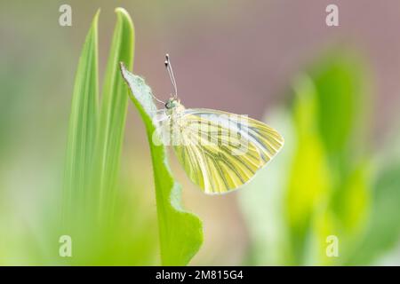 Grüner, weißer Schmetterling - Pieris napi - Großbritannien Stockfoto