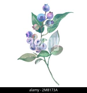 Aquarell Blaubeerzweig mit reifen Blaubeeren isoliert auf weißem Hintergrund. Handgezeichnete Blaubeerblätter mit Zweig im Vintage-Stil. Entwurfsvorlage Stockfoto