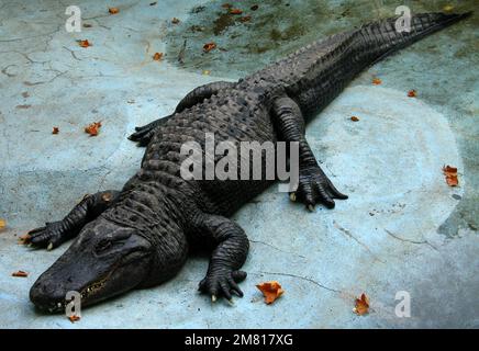 Amerikanischer Alligator (Alligator mississippiensis) Muja, der älteste Alligator der Welt Stockfoto