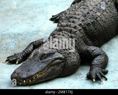 Amerikanischer Alligator (Alligator mississippiensis) Muja, der älteste Alligator der Welt Stockfoto