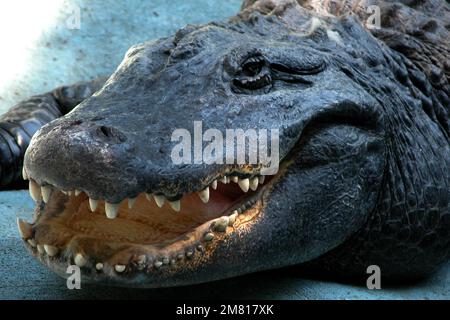 Amerikanischer Alligator (Alligator mississippiensis) Muja, der älteste Alligator der Welt Stockfoto