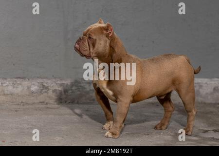Alarmieren sie den amerikanischen Rüpel-Hund, der in den Horizont schaut Stockfoto