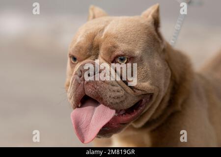 Nahaufnahme des Kopfes eines amerikanischen Bully-Hundes Stockfoto