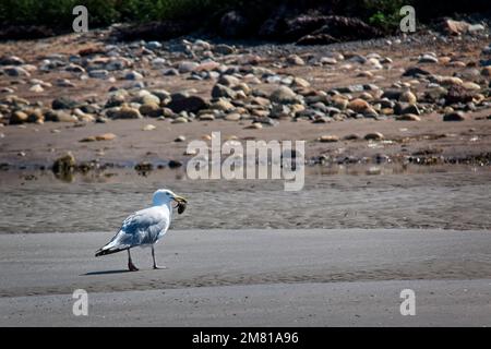 Hering Gull mit Krabben als Snack, Nova Scotia, Kanada. Stockfoto