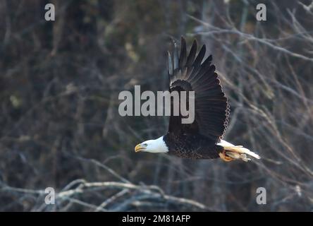 Moncure, North Carolina, USA. 11. Januar 2023. Ein erwachsener Weißkopfadler fliegt zu einem Baum, nachdem er einen Fisch am B. Everett Jordan Dam und am See in Moncure, NC, gefangen hat. Im Winter beherbergt der Jordan Lake eine der höchsten Populationen von Weißkopfadlern an der Ostküste. Der See ist eine der größten offenen Grünflächen der Research Triangle Region. Das Jordan Lake Project spart 46.768 Hektar Land inmitten eines expandierenden Stadtgebiets. Von diesen insgesamt wurden 13.900 Hektar überflutet, um den See zu bilden, und 32.868 Hektar werden für Erholung und Wildtiermanagement bewirtschaftet. (Kreditbild: © Bob Karp/Z Stockfoto