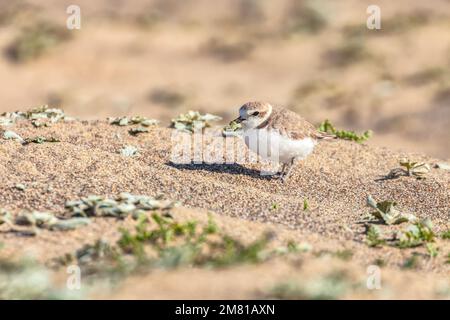 Bedrohte Tierart westlicher Schneepflug Charadrius nivosus mit seiner Beute am Point Reyes National Seashore, Kalifornien, USA. Stockfoto