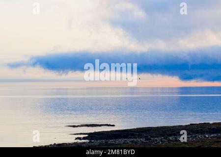 Zwei Vögel im Flug über die Bay of Fundy und unter den Wolken, die hereinkommen. Stockfoto