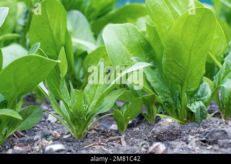Spinat wächst im Garten. Gemüsegarten, frisches Grün auf dem Gelände. Stockfoto