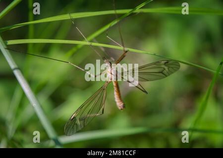 Eine europäische arsh Crane Fly - Big Schnake Tipula oleracea auf Grashalm in grüner Natur mit Kopierbereich. Tipula oleracea, großes Insekt auf der Gras Stockfoto