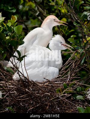 Zwei Rinderreiher (Bubulcus ibis) in einem Nest in Flamingo Gardens, Florida, USA Stockfoto