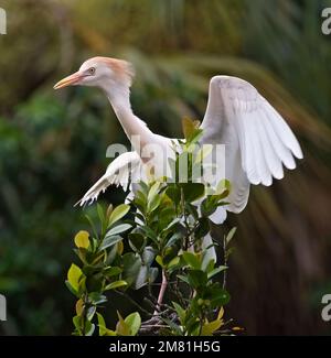 Rindereier mit Flügeln, Flamingo Gardens, Florida Stockfoto