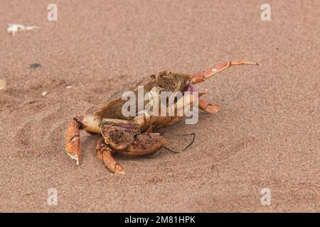 Der Tag am Strand endete mit einer eher schäbigen Note. Digby, Neuschottland. Stockfoto