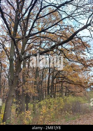 Herbstwald. Heruntergefallene Blätter auf dem Boden. Gelber Herbstwald. Hochwertiges Foto Stockfoto