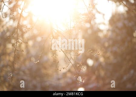 Die Sonne scheint hell über den verschneiten Zweigen der Bäume auf dem verschwommenen Hintergrund Stockfoto