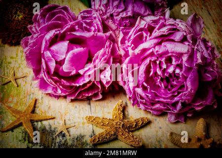 Pfingstrosen Und Seesterne Stockfoto