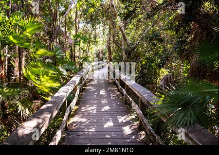 Die Promenade am West Lake im Everglades National Park, Florida, wurde kürzlich nach umfangreichen Reparaturen nach dem Schaden durch den Irma durch den Unrufer bei Sonnenaufgang wiedereröffnet. Stockfoto