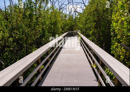 Die Promenade am West Lake im Everglades National Park, Florida, wurde kürzlich nach umfangreichen Reparaturen nach dem Schaden durch den Irma durch den Unrufer bei Sonnenaufgang wiedereröffnet. Stockfoto