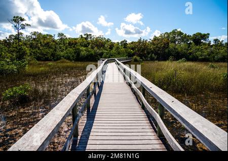 Die Promenade am West Lake im Everglades National Park, Florida, wurde kürzlich nach umfangreichen Reparaturen nach dem Schaden durch den Irma durch den Unrufer bei Sonnenaufgang wiedereröffnet. Stockfoto