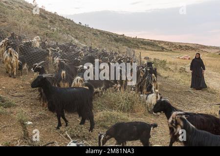 ZAGROS, IRAN - 7. JULI 2019: Ziegen in einem Nomadenlager im Zagros-Gebirge, Iran Stockfoto