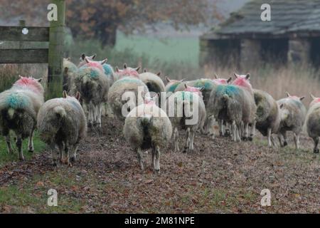 Eine Herde smit-markierter Schafe auf einer Yorkshire Farm. Stockfoto