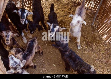 Ziegen in einem Nomadenlager in den Zagros-Bergen, Iran Stockfoto