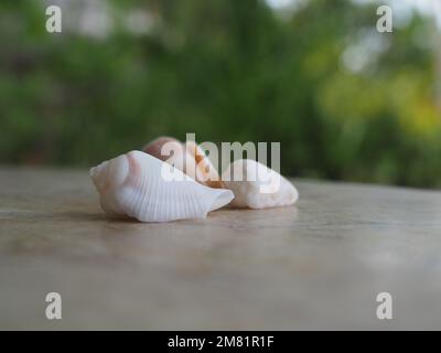 Nahaufnahme hübscher Muscheln von einem maledivischen Strand mit einem verschwommenen Hintergrund und Platz für Kopien Stockfoto