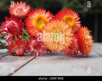 Nahaufnahme eines Bündels frisch gepflückter Erdbeeren (Xerochrysum bracteatum) in gemischten Orange- und Pink-Farben, die auf einem Tisch liegen Stockfoto