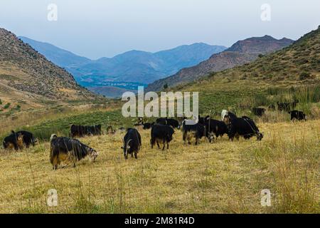 Ziegenherde im Zagros-Gebirge, Iran Stockfoto