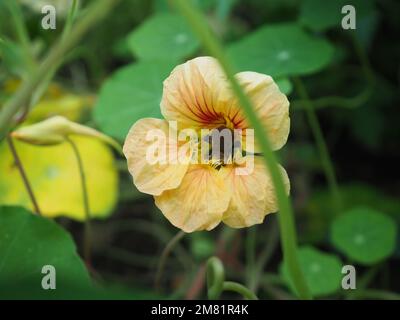 Nahaufnahme von Tropaeolum minus „Salmon Baby“ (pfirsichfarbenes Nasturtium) Blume mit einer Biene darin Stockfoto