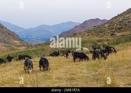 Ziegenherde im Zagros-Gebirge, Iran Stockfoto