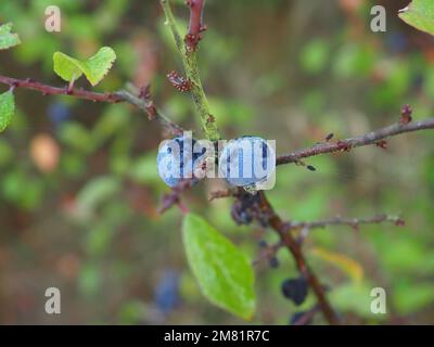 Nahaufnahme von Schlehen-Beeren auf einem Schwarzdornzweig (Prunus spinosa) Stockfoto