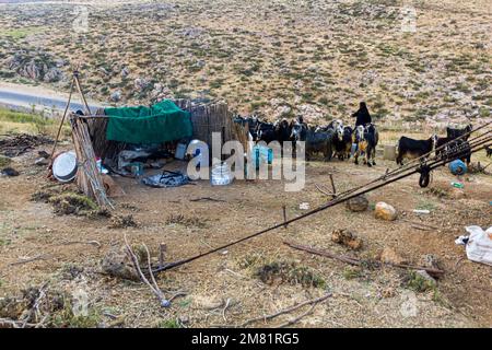 Ziegen in einem Nomadenlager in den Zagros-Bergen, Iran Stockfoto