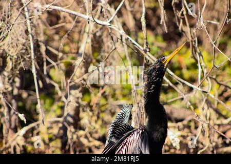 Anhinga nimmt beim Sonnenbaden in den Sümpfen Floridas eine dramatische Pose ein Stockfoto