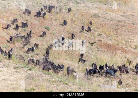 Ziegenherde im Zagros-Gebirge, Iran Stockfoto